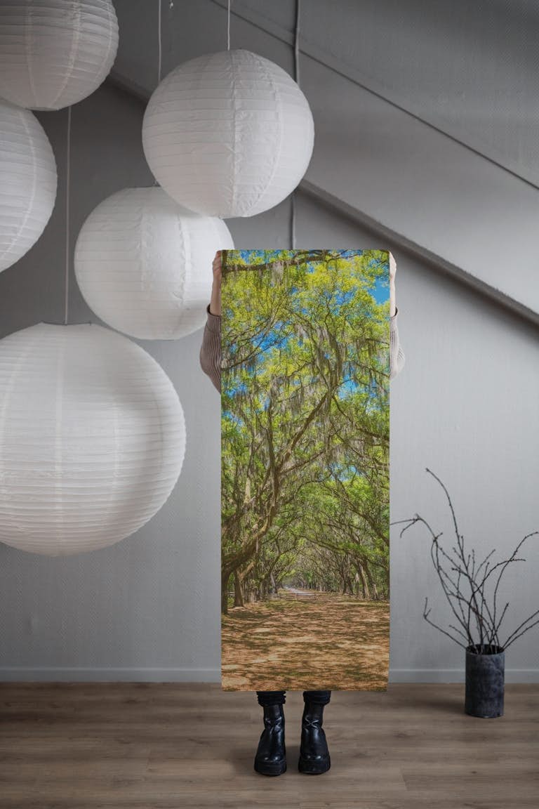 Canopy of old live oak trees with Spanish mos wallpaper roll