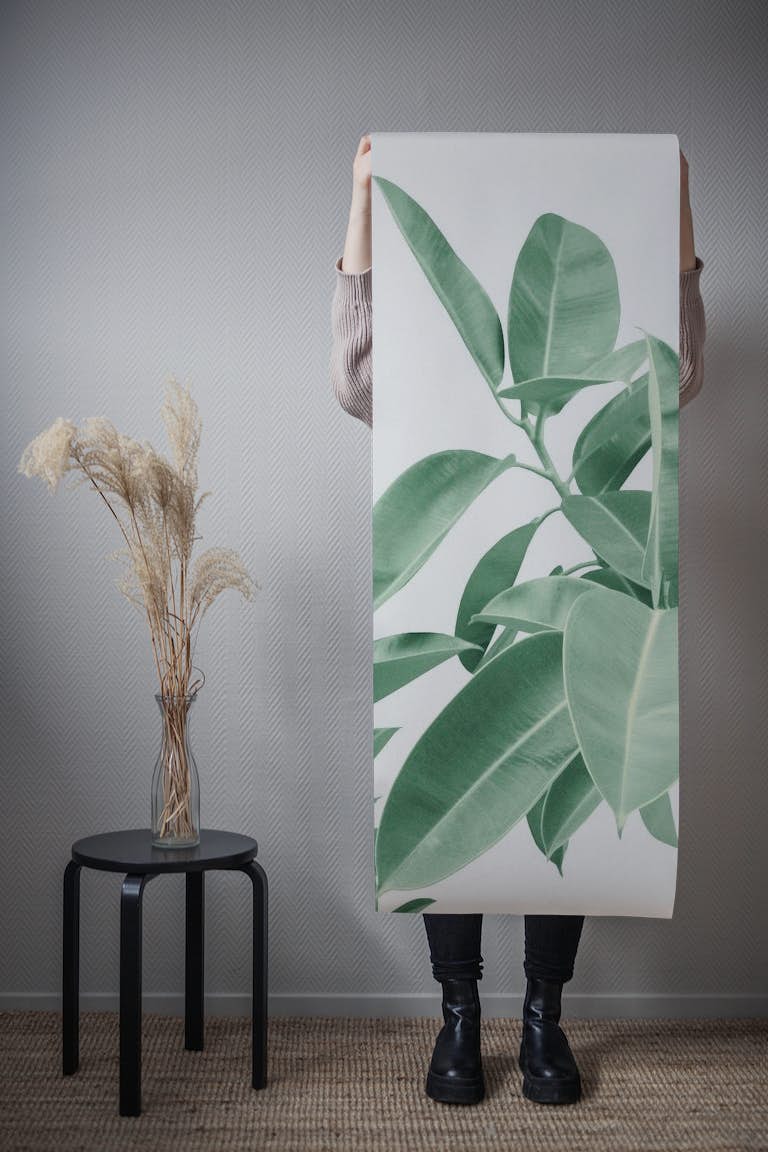 Ficus Elastica Soft Green 1 carta da parati roll