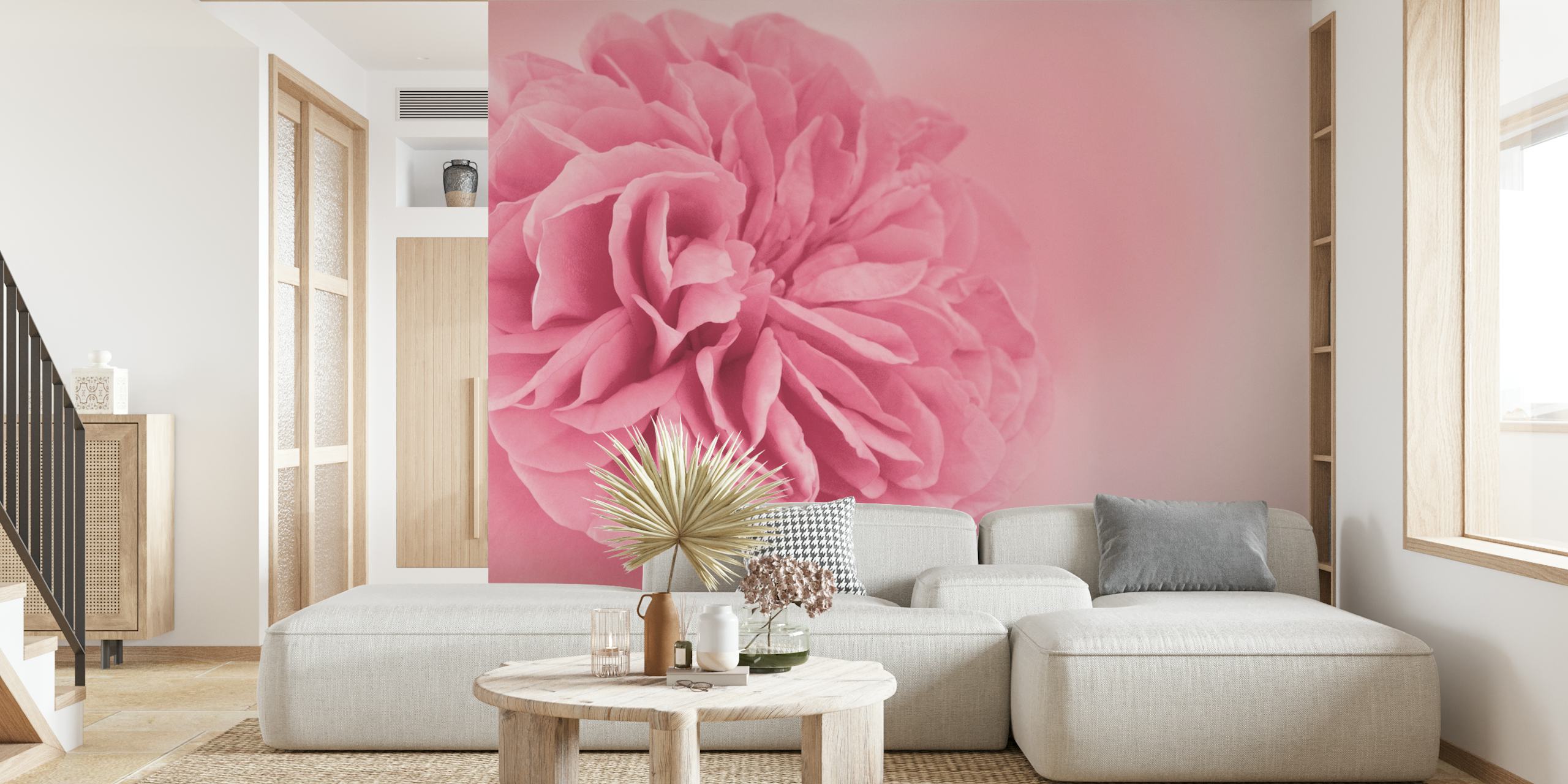 Large light pink rose flower on a soft pink background wallpaper