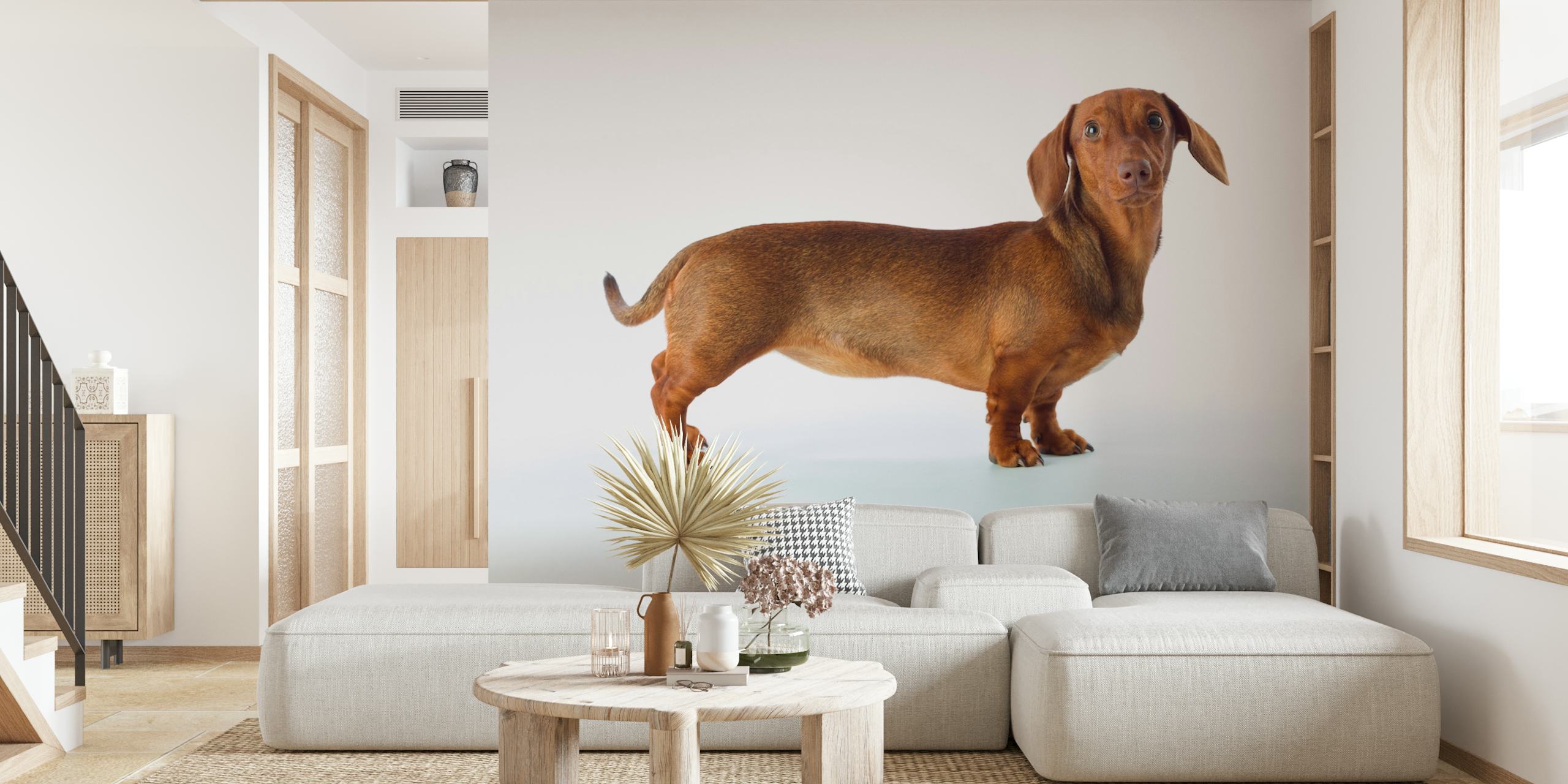 Carta da parati Lovable Dachshund in una stanza elegante