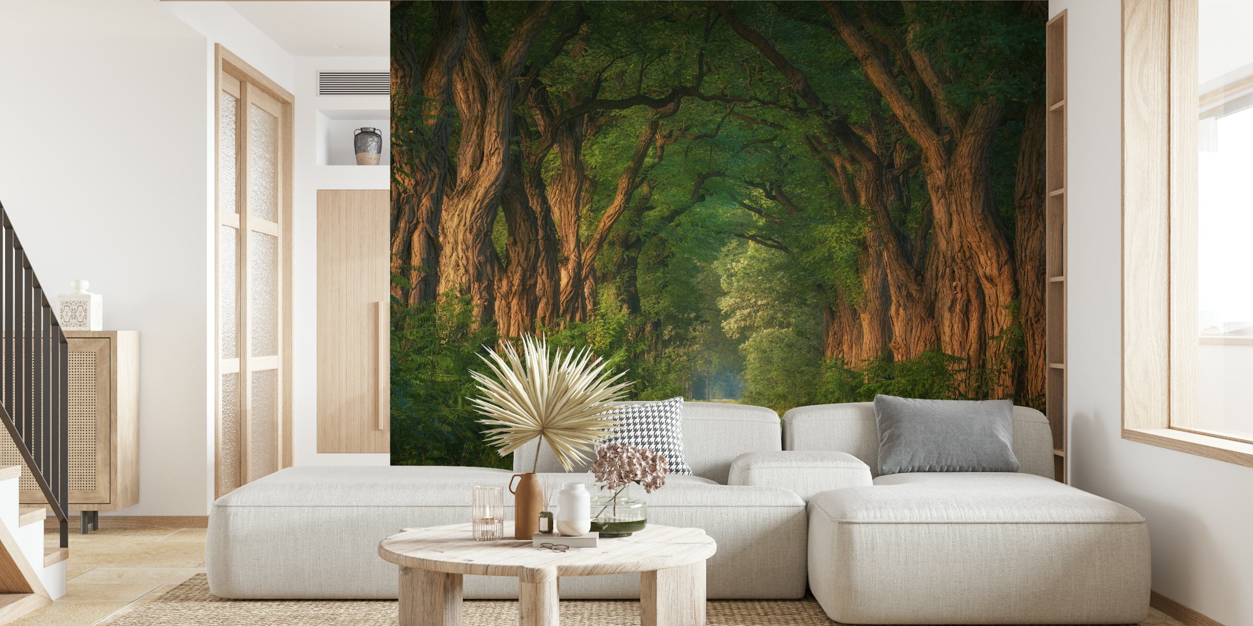 Soft morning light through acacia trees wallpaper