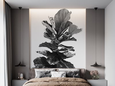 Fiddle Leaf Fig Finesse 1