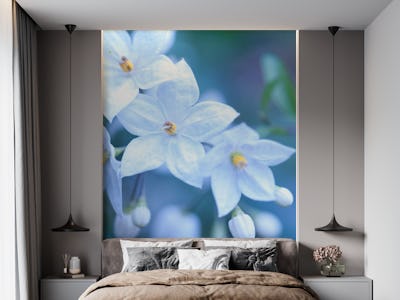 Jasmine Nightshade 3