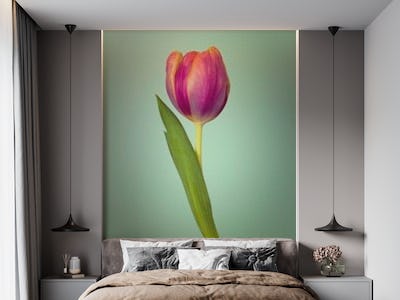 Single Tulip Flower