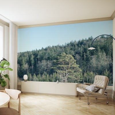 Pine Forest Tranquility 1