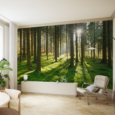 Sunbeams in the woods