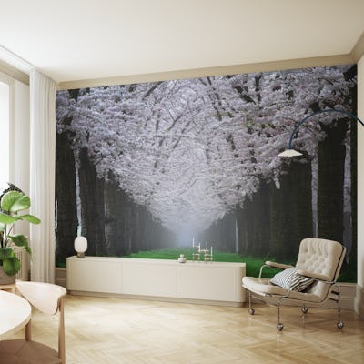 Serenity Under Sakura