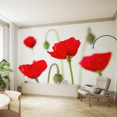 Poppy flowers and buds