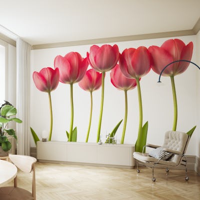 Growing Tulips