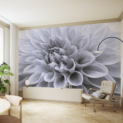Dahlia flower - Full frame