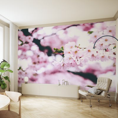 Cherry blossom Stockholm