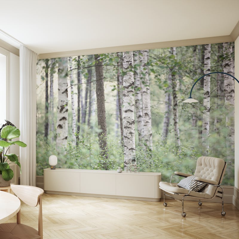 Birch Trees 9