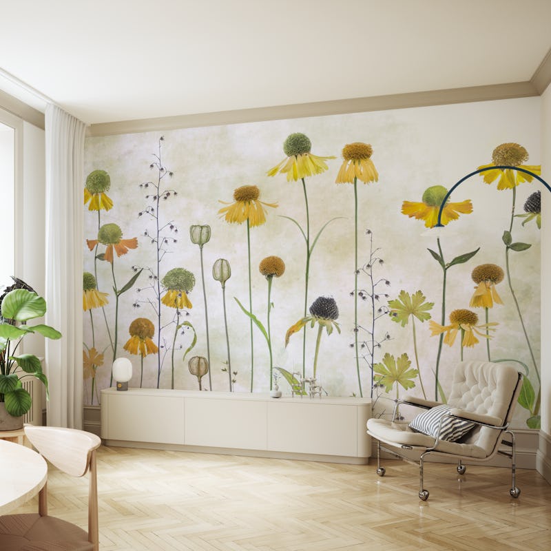 Helenium