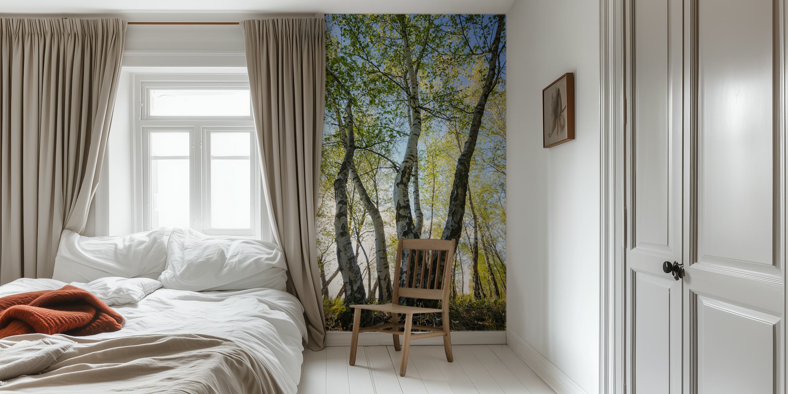 Birch trees with light green leaves and textured trunks wallpaper