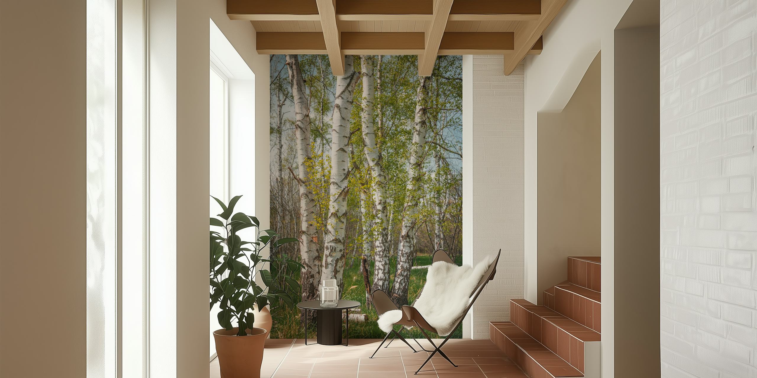 Birch trees wallpaper in a room setting