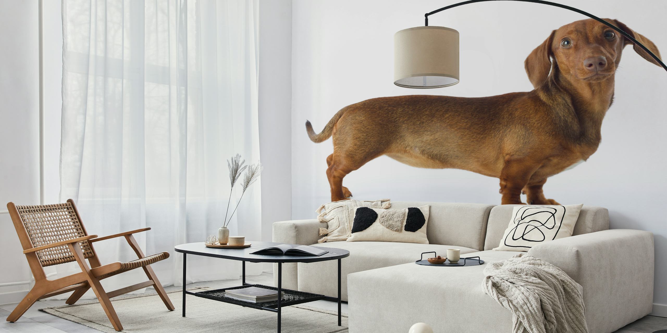 Carta da parati Lovable Dachshund in una stanza elegante