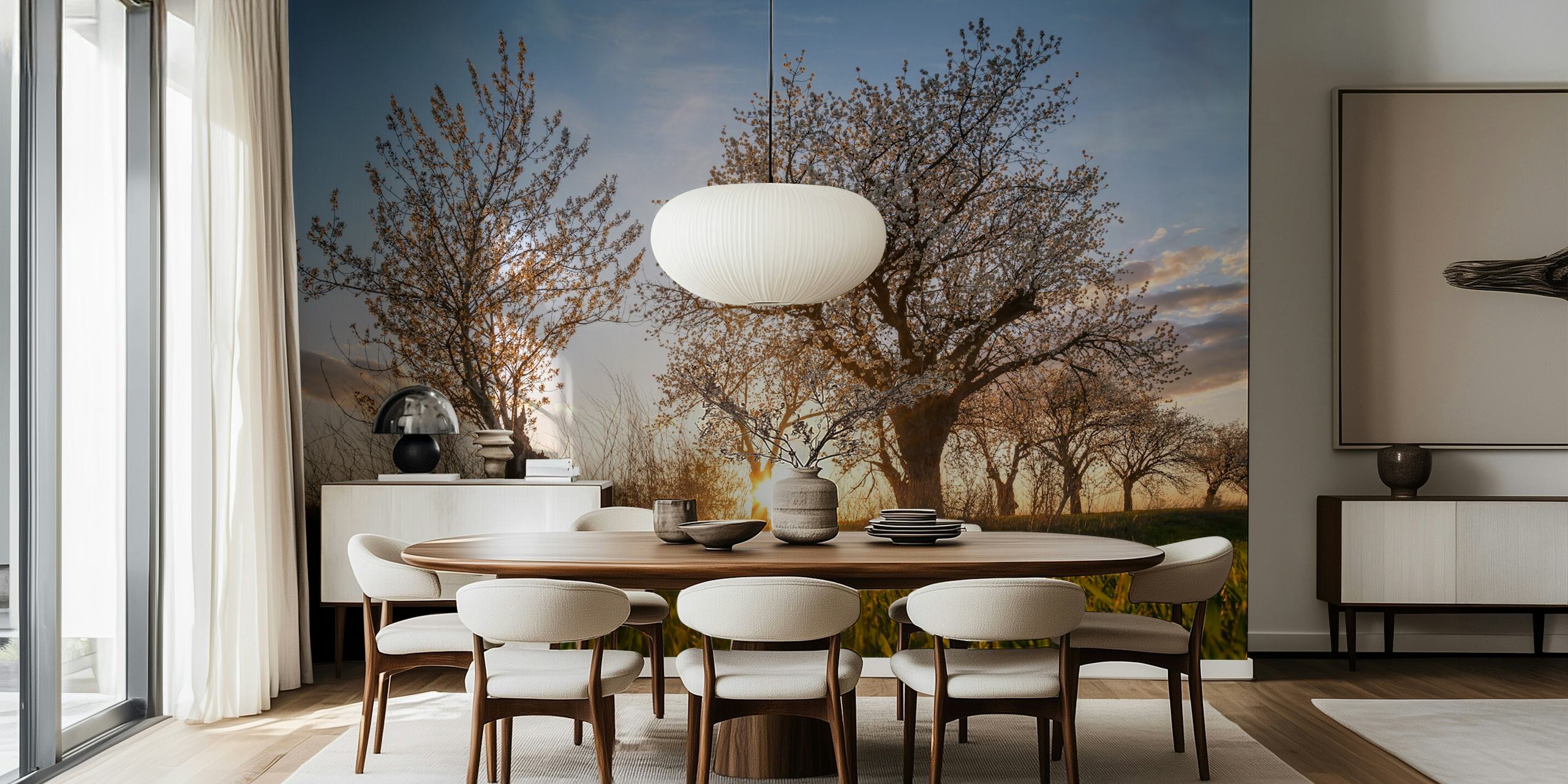 Cherry trees in blossom at sunset with green grass wallpaper