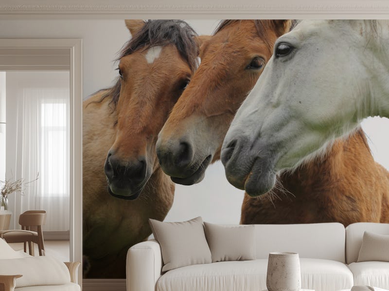 Majestic Horses in Pasture