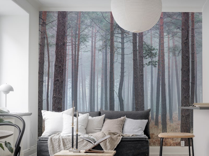 Misty forest with tall trees