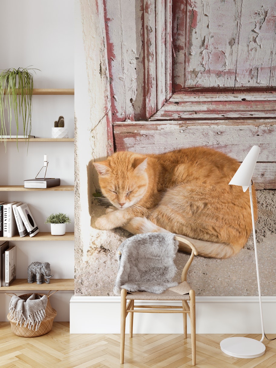 Cute Cat in Anafiotika 1 wallpaper