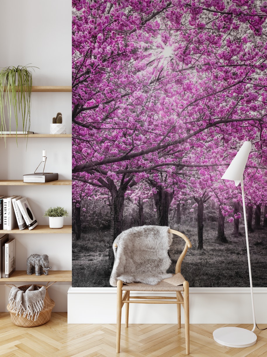 Cherry blossoms with sunrays wallpaper