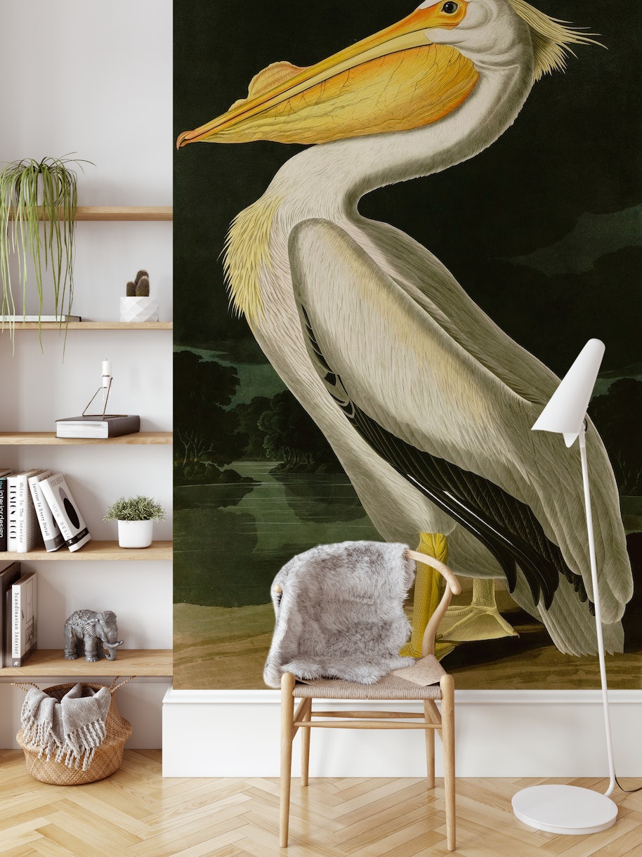 Pelican wallpaper