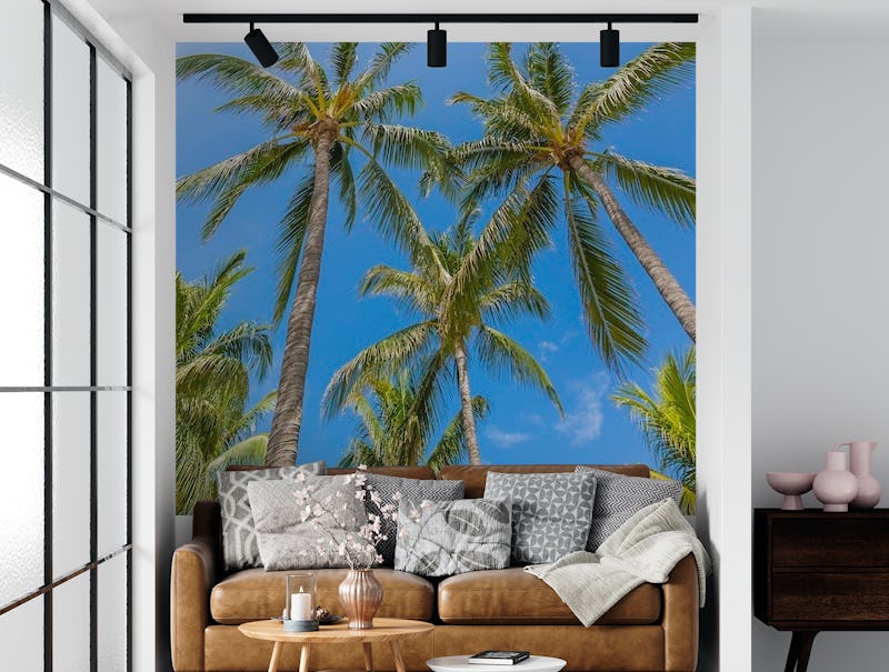 Lovely Palm Trees