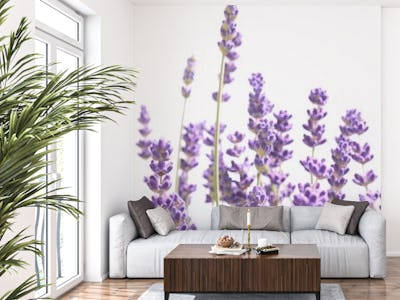 Purple Lavender 1