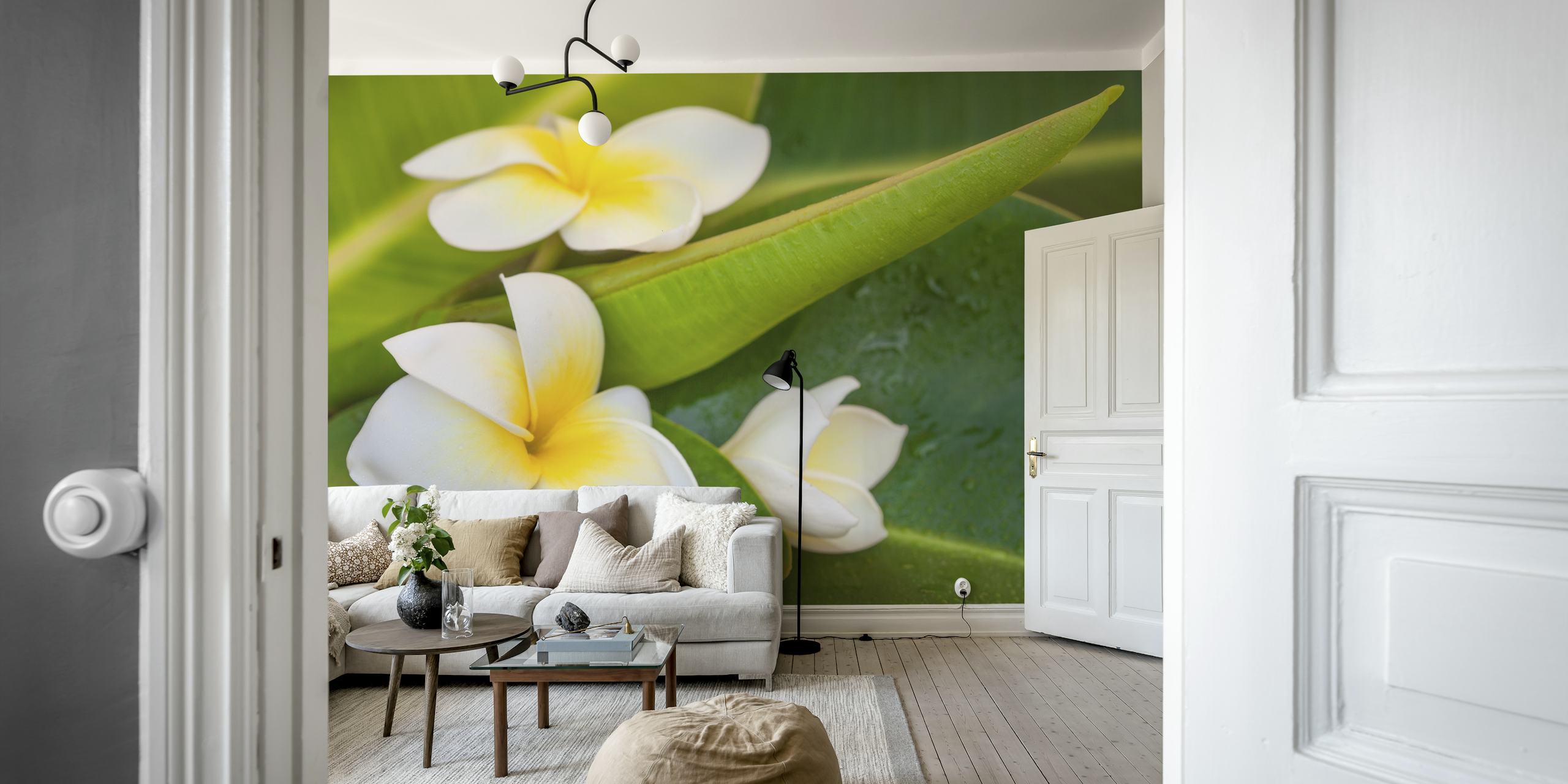 Exotic frangipani flowers on green leaves