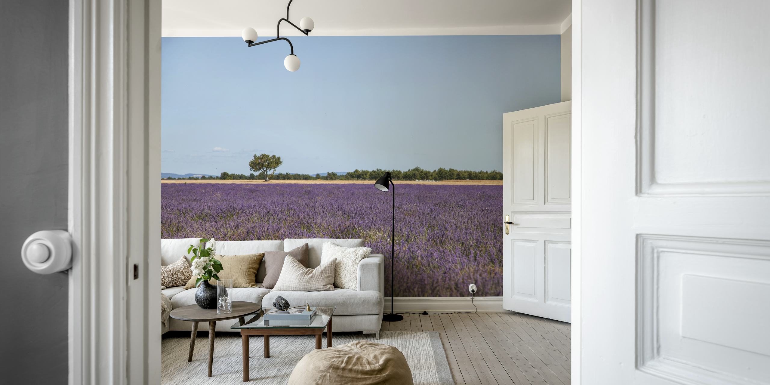 Lavender field with purple flowers under a clear blue sky wallpaper