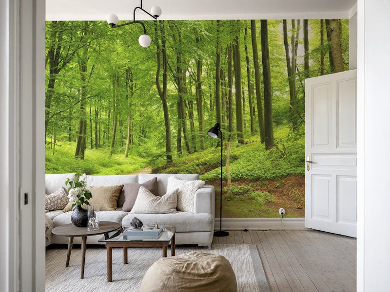 summer forest panorama