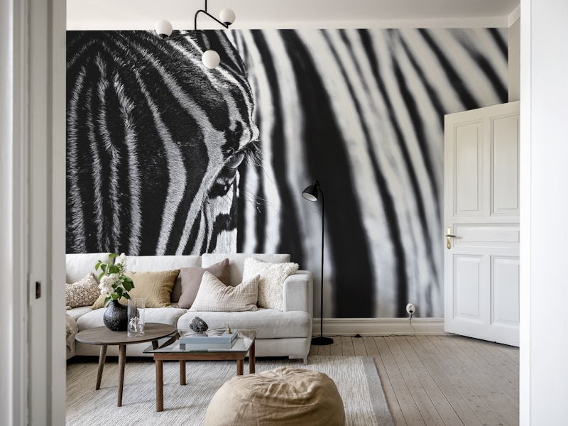 Zebra 4