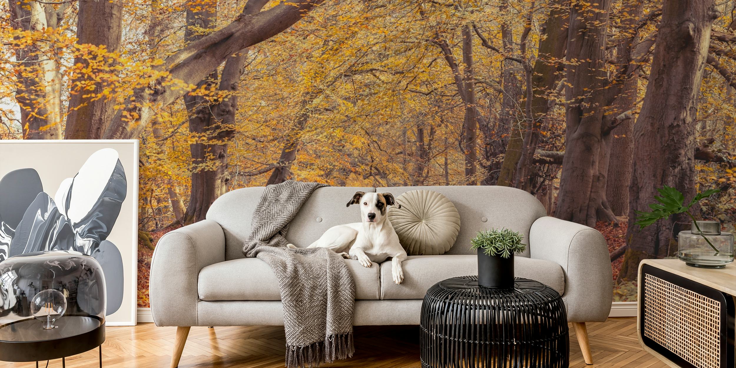 Autumn forest wallpaper featuring orange and yellow leaves, trees, natural scenery