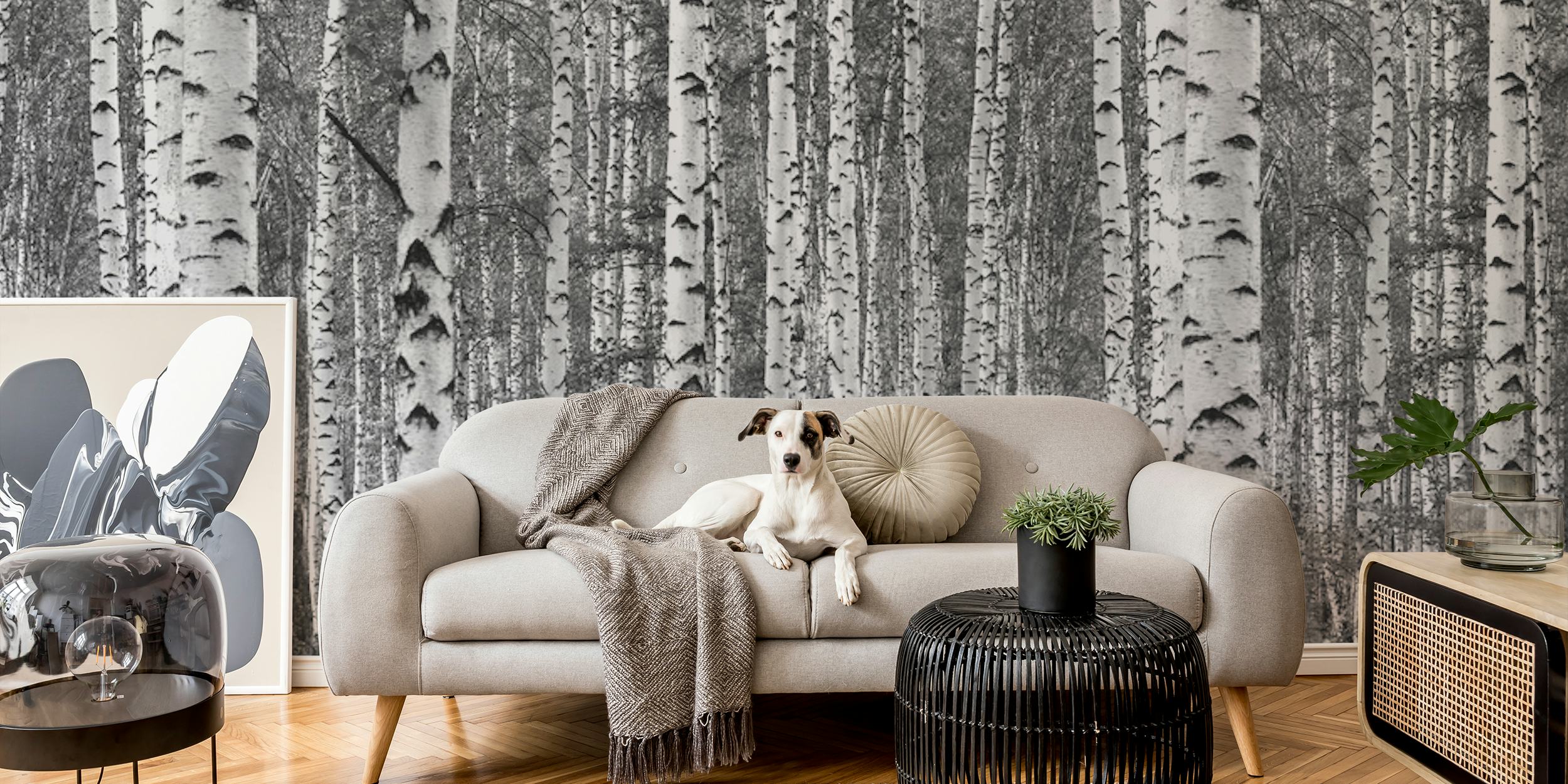Birch trees black and white wallpaper in a room