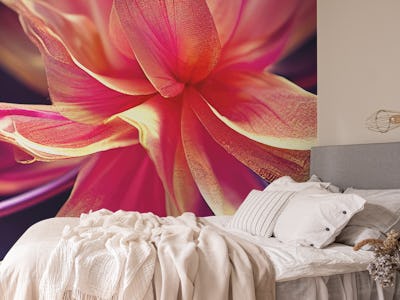 Fuchsia Flower Bloom