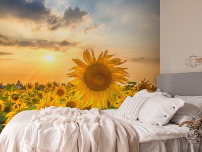 Sunflower field at sunset
