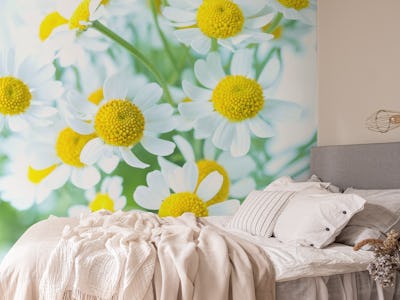 Daisies in White