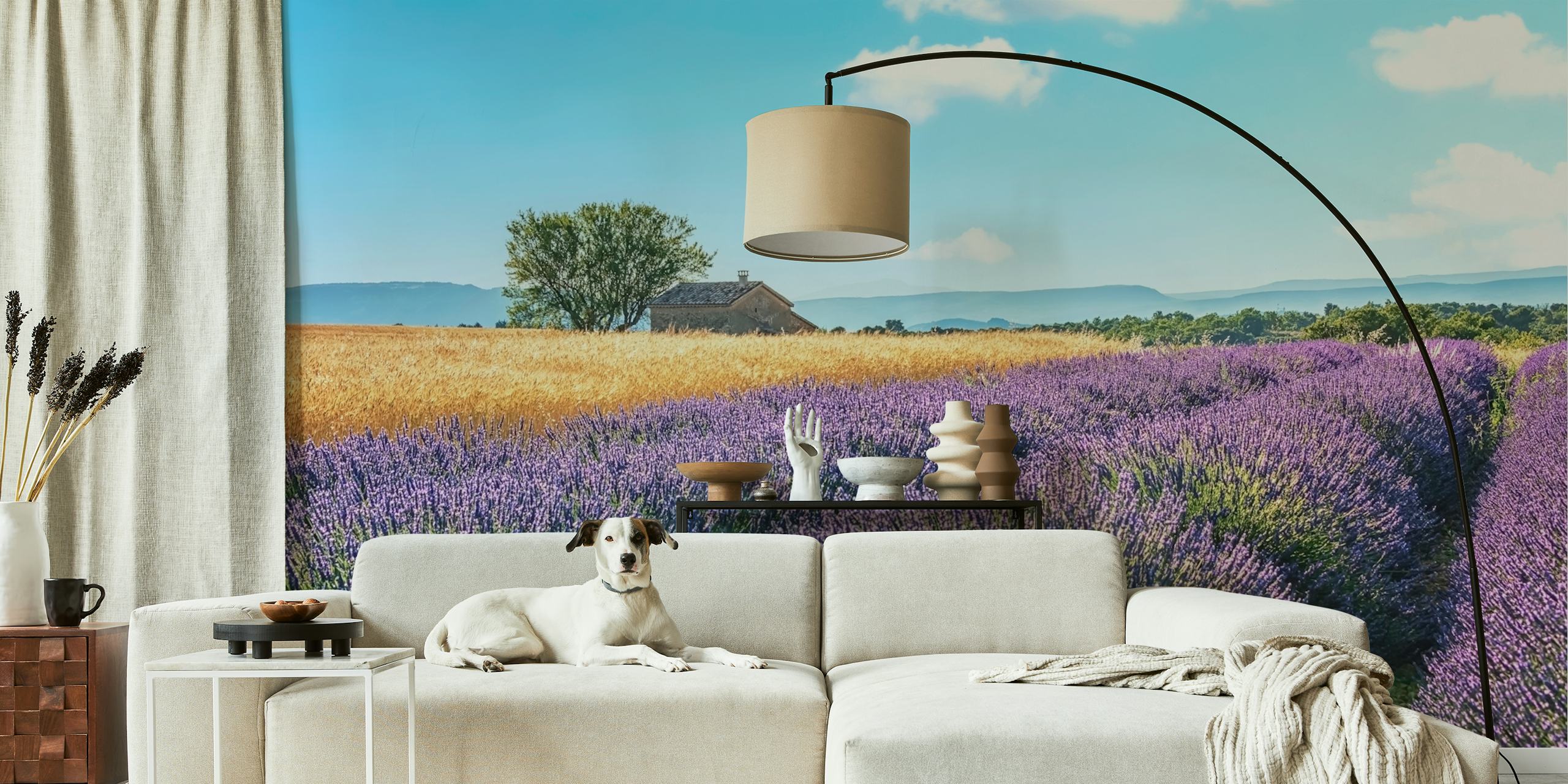 Lavender fields with purple blooms and golden wheat wallpaper
