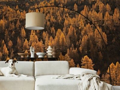 larches in autumn