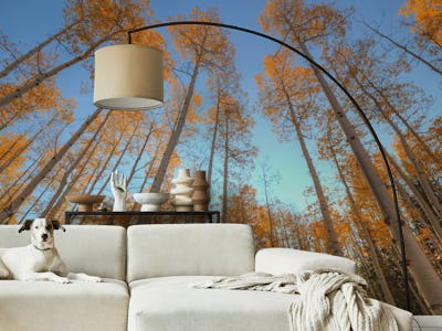 Autumn Starshine