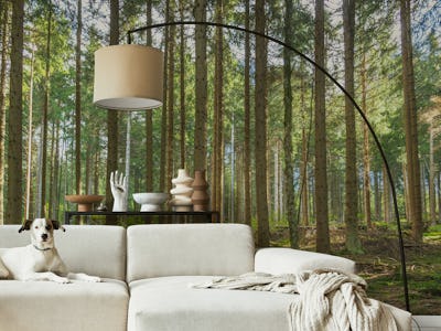 Magic Spring Forest