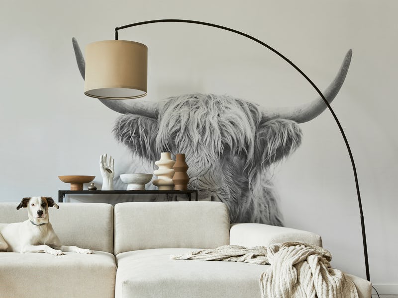 Highland Bull