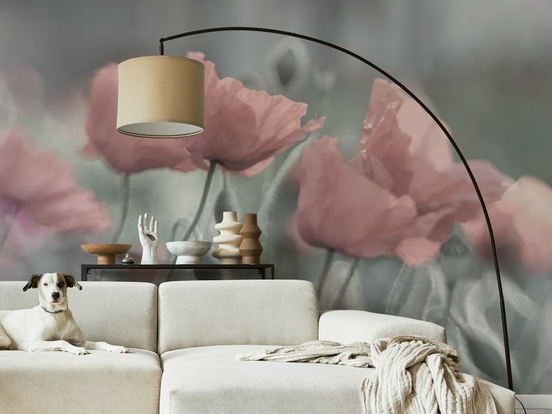 Soft poppies