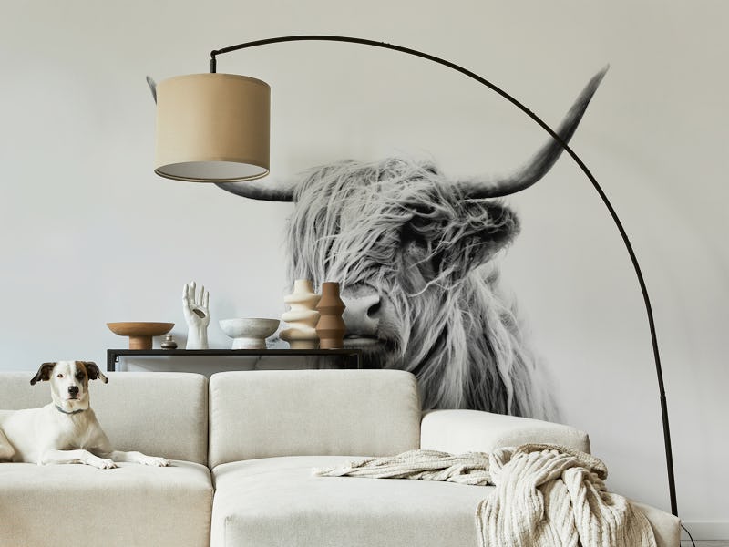 Portrait of a Highland Cow
