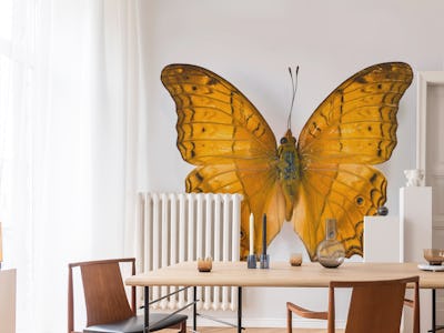 Sublime Butterfly