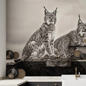 Two Lynx on rock