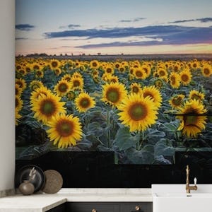 Sunflowers Sun