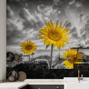 Color pop sunflowers in sunset