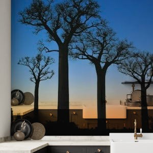 Baobab trees in the sunset