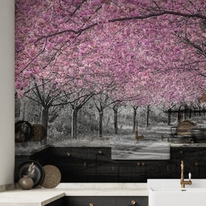 Charming cherry blossom path